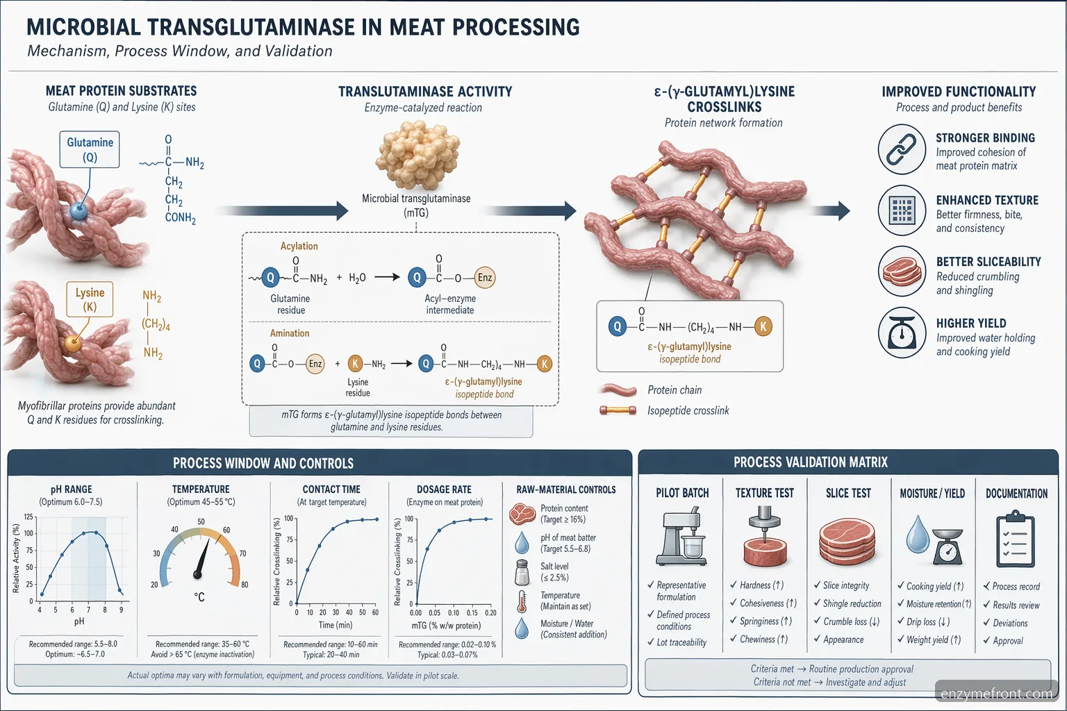 microbial transglutaminase mechanism diagram showing protein crosslinking, process windows, and validation checks