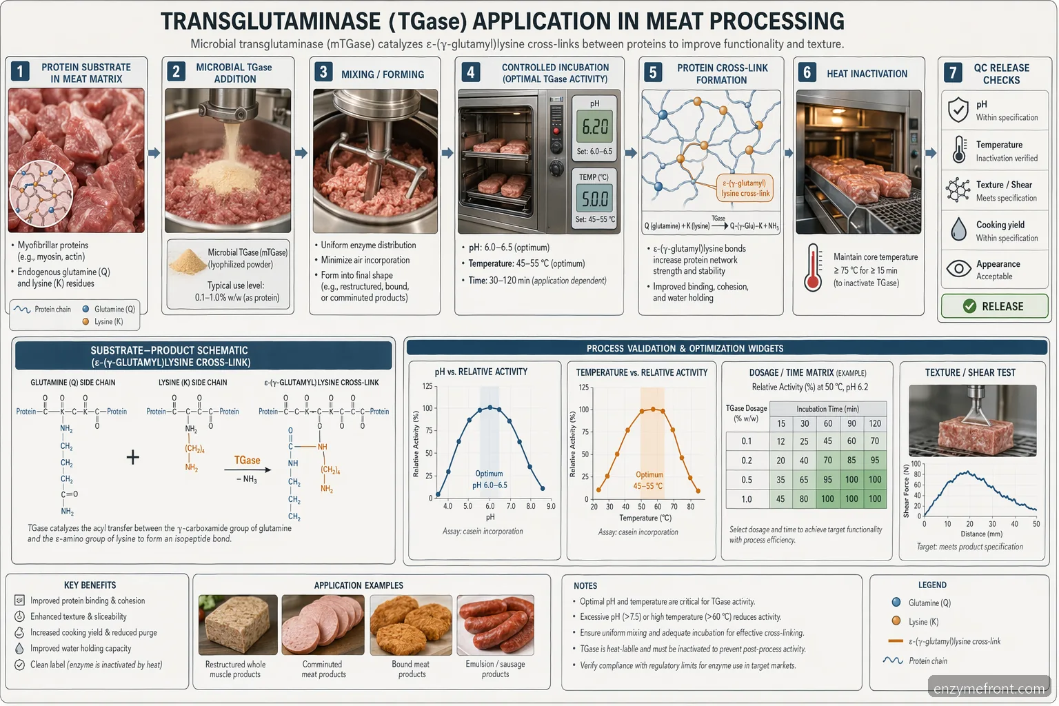 tissue transglutaminase 2 supplier guide diagram showing TGase meat cross-linking, process controls, and QC