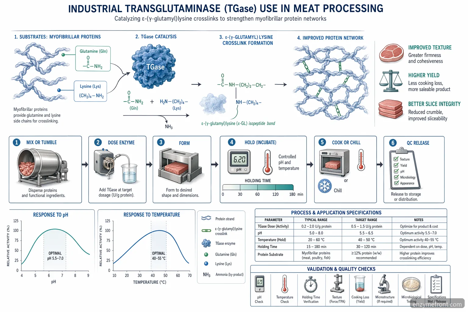 tissue transglutaminase ab igg meat processing diagram showing TGase crosslinking, pH, temperature, and hold time