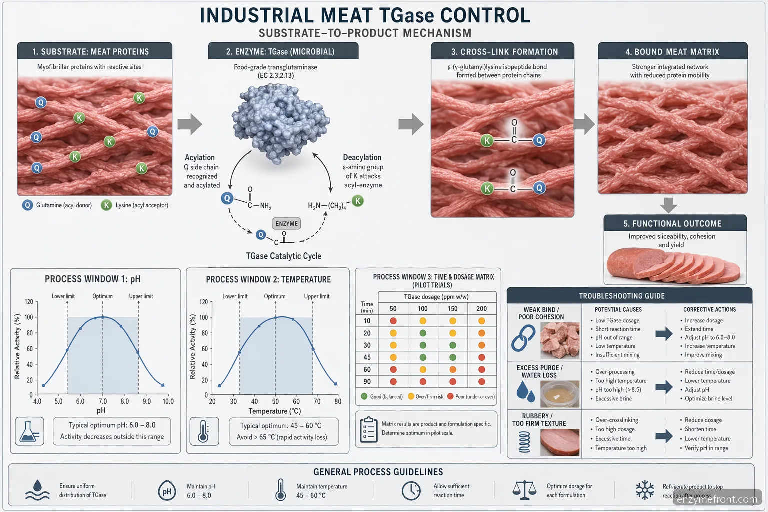 tissue transglutaminase meat processing control diagram maps pH, temperature, time, and dosage effects on binding