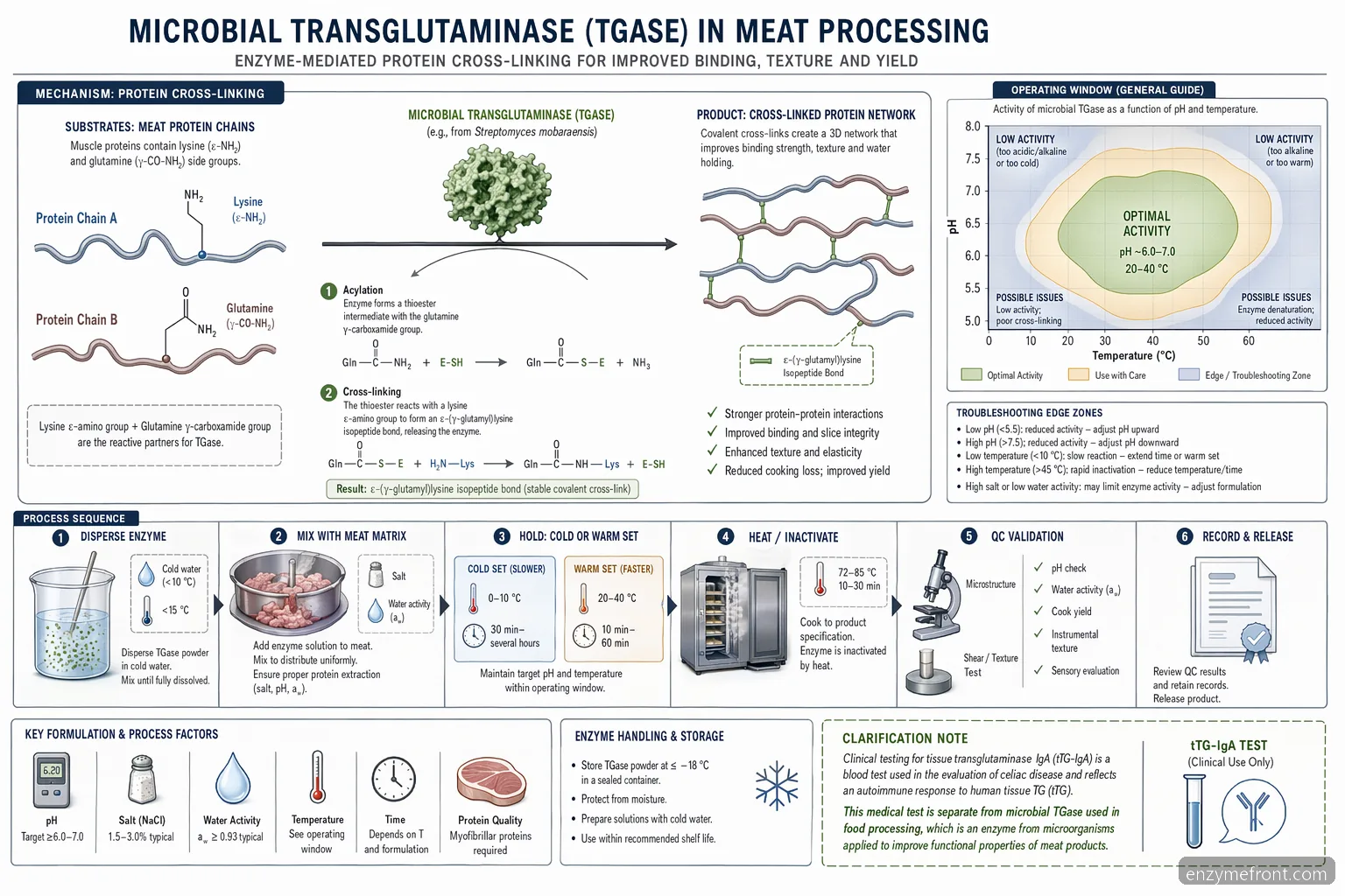 tissue transglutaminase iga meat processing mechanism, mapping microbial TGase crosslinking with pH and temperature controls