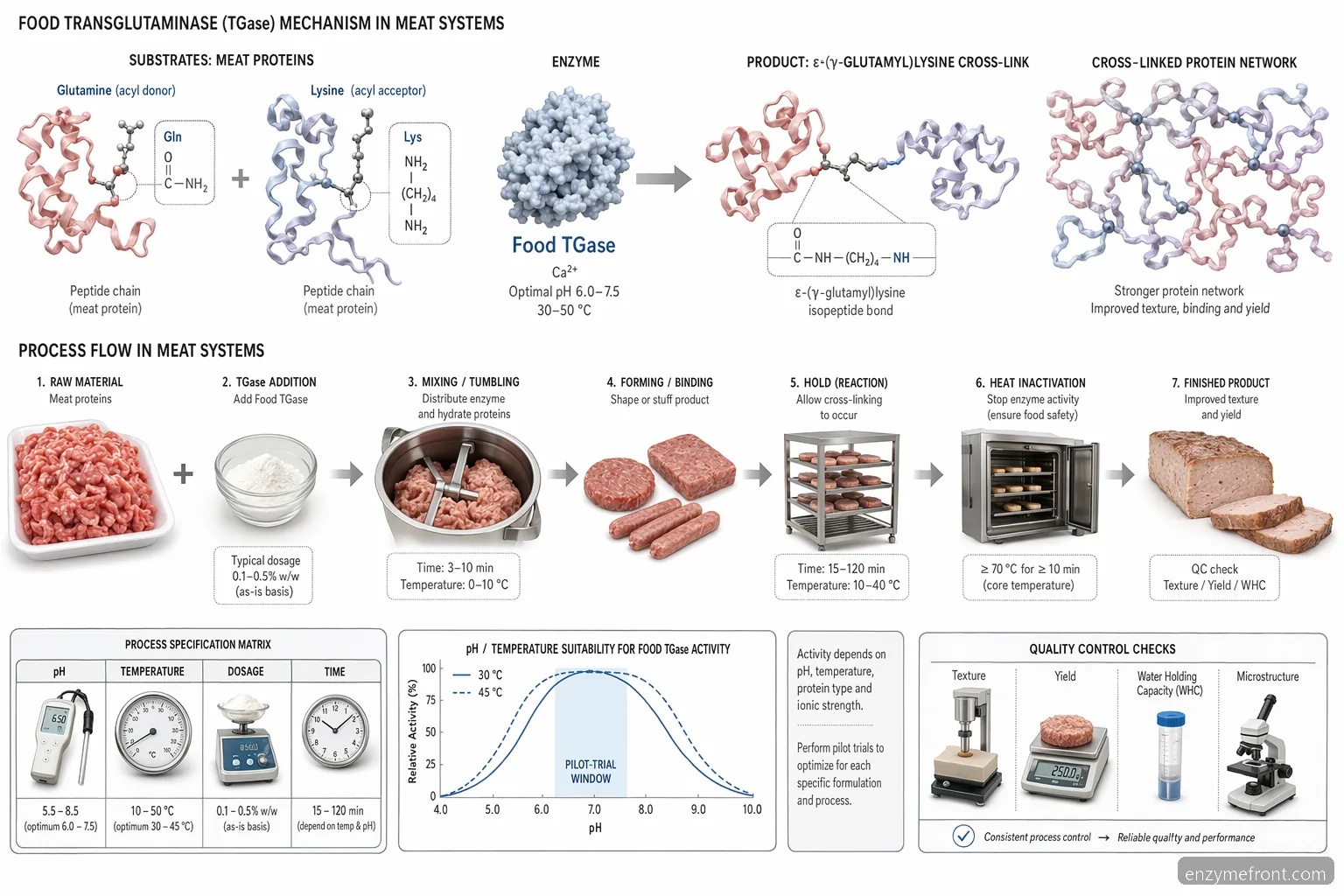 tissue transglutaminase igg meat processing diagram showing food TGase crosslinking, pilot conditions, pH, temperature, QC