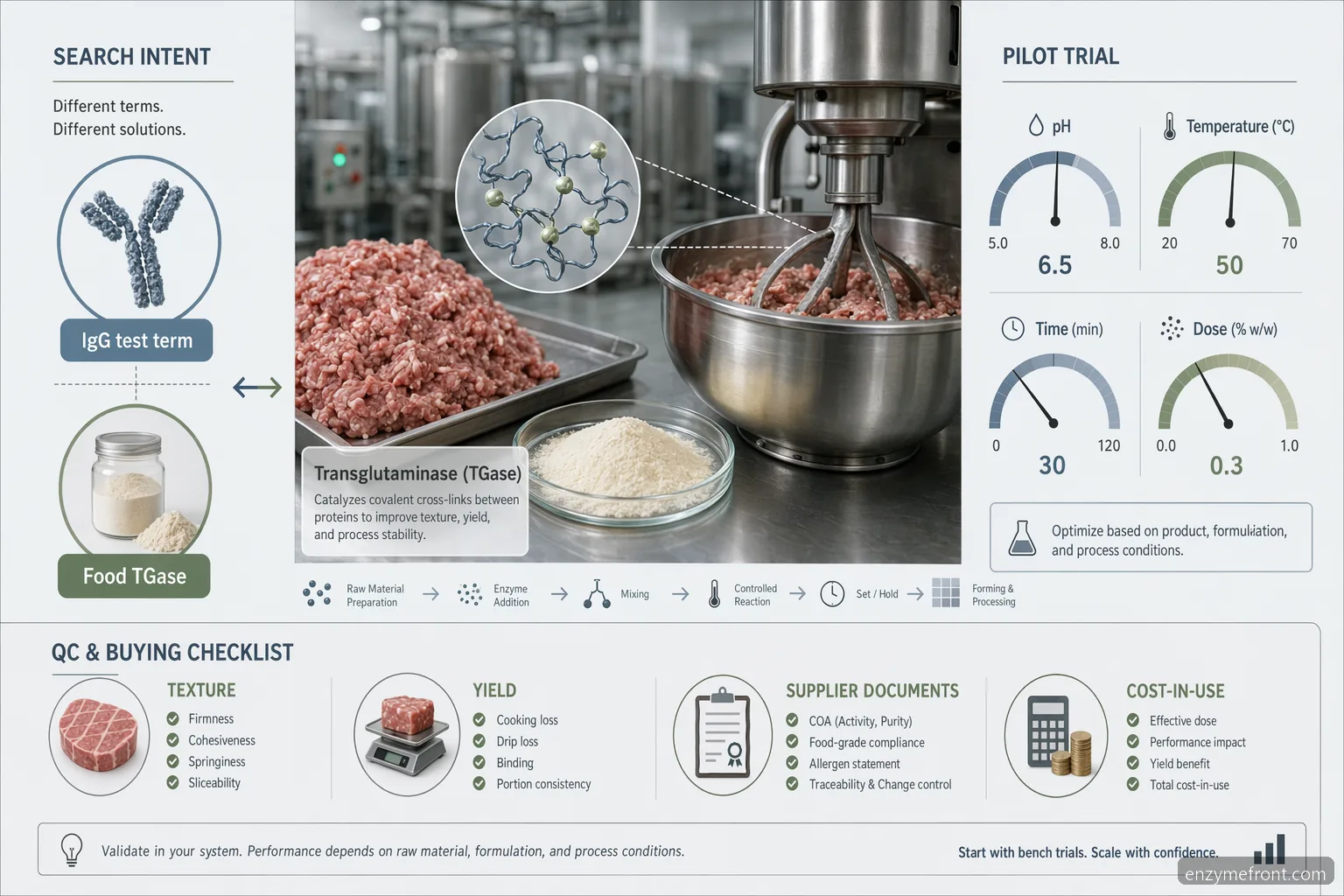 tissue transglutaminase igg meat processing overview with IgG test distinction, TGase workflow, QC, and buying checks