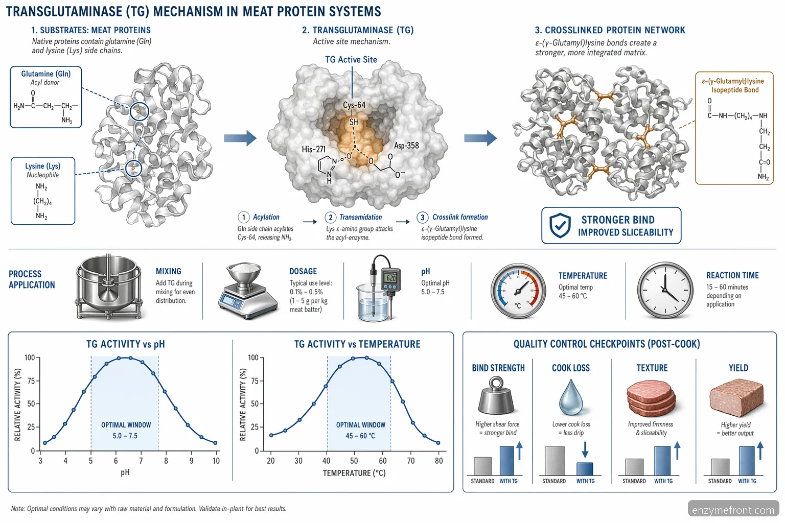 transglutaminase iga autoantibodies meat processing guide diagram shows protein crosslinking, pH, temperature, and QC