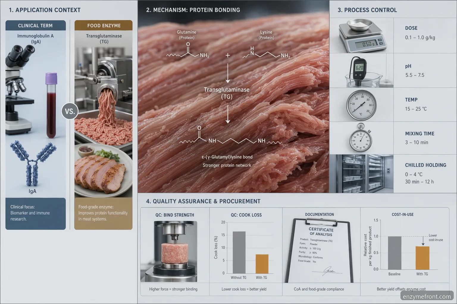 transglutaminase iga autoantibodies meat processing guide infographic separates clinical terms from enzyme controls